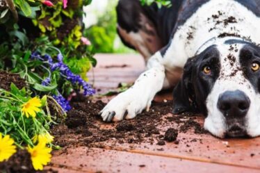 Les propriétaires de chiens ont mis en garde 65% des animaux domestiques exposés à des plantes vénéneuses dans leurs propres jardins