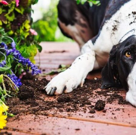 Les propriétaires de chiens ont mis en garde 65% des animaux domestiques exposés à des plantes vénéneuses dans leurs propres jardins