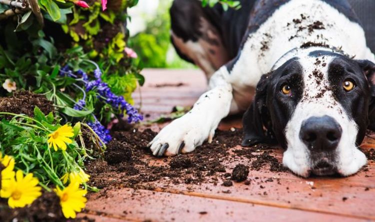 Les propriétaires de chiens ont mis en garde 65% des animaux domestiques exposés à des plantes vénéneuses dans leurs propres jardins