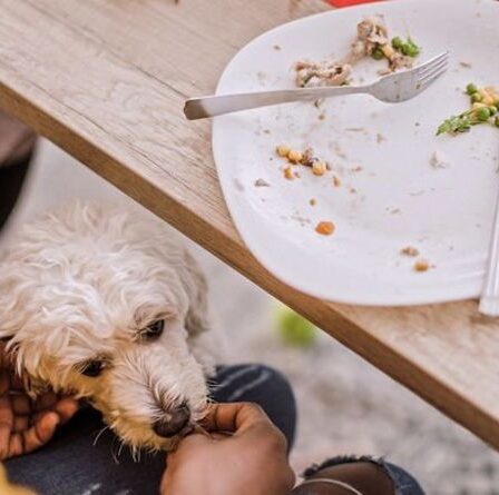 Les propriétaires de chiens ont mis en garde contre le fait de donner des restes de repas aux animaux de compagnie en tant que légumes liés à une maladie mortelle
