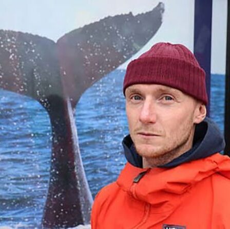 Les touristes alimentent le commerce de viande de baleine en Islande