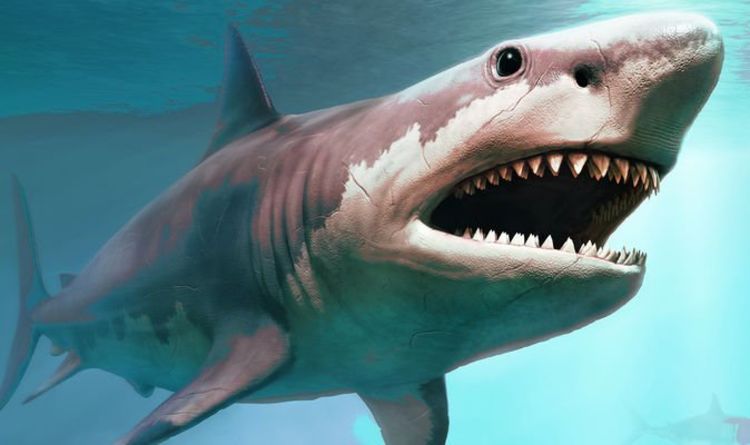 L'horreur des requins dévoilée des millions d'années après que le monstre Meg a mutilé la victime: "Personne n'était en sécurité"