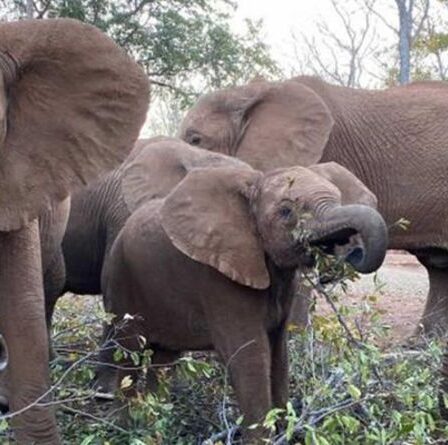 Marche courageuse d'un bébé éléphant orphelin vers une réserve faunique