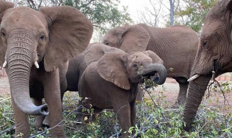 Marche courageuse d'un bébé éléphant orphelin vers une réserve faunique
