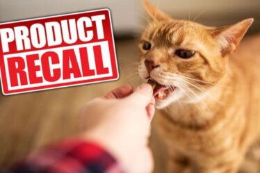 Mise à jour du rappel d'aliments pour chats alors que les vétérinaires britanniques signalent une augmentation des décès de félins - liste complète