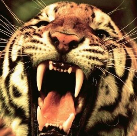 « Mort sur le coup » Une femme horriblement mutilée par un tigre après ne pas avoir réalisé que la cage était ouverte