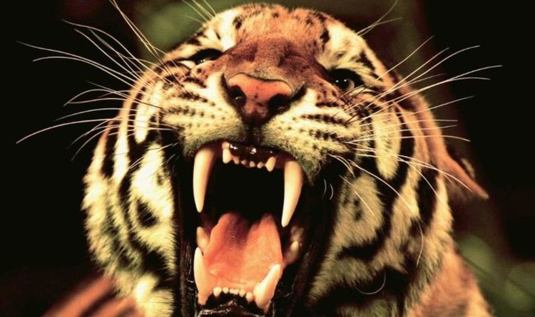 « Mort sur le coup » Une femme horriblement mutilée par un tigre après ne pas avoir réalisé que la cage était ouverte