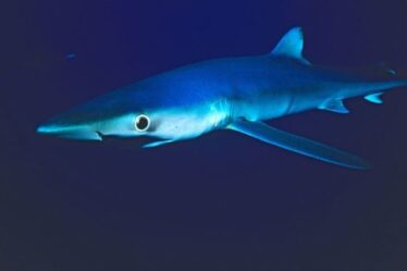 Mystère des requins: les scientifiques sont déconcertés par l'apparition de requins POIGNÉ par l'espadon