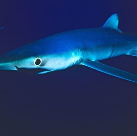 Mystère des requins: les scientifiques sont déconcertés par l'apparition de requins POIGNÉ par l'espadon