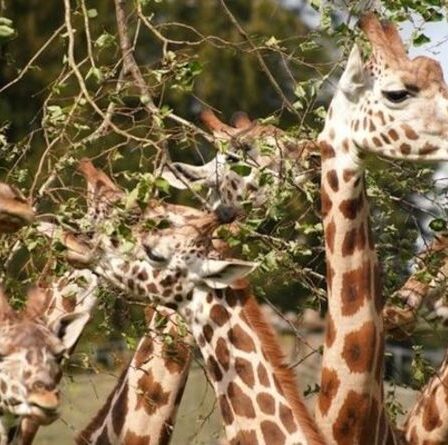 Obtenez des réductions sur les billets d'une journée pour Longleat Safari Park - mais soyez rapide