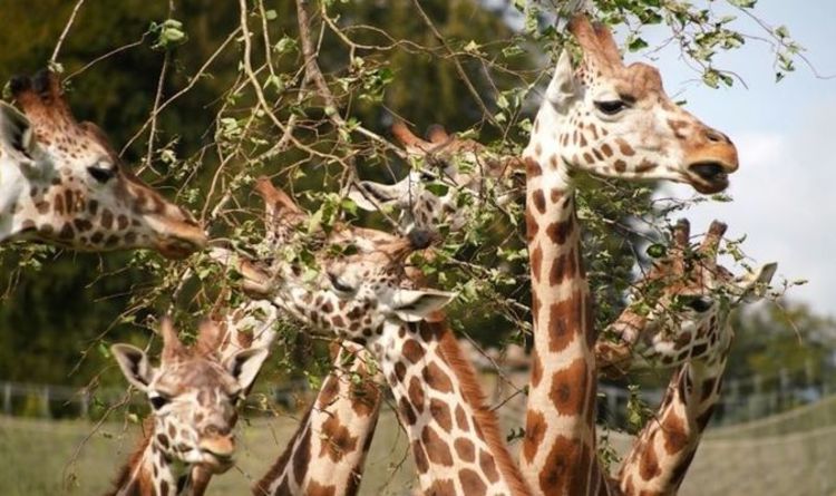 Obtenez des réductions sur les billets d'une journée pour Longleat Safari Park - mais soyez rapide