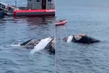 'Oh mon Dieu!'  Un grand requin blanc se « régale » d'une baleine à bosse devant les cris des touristes