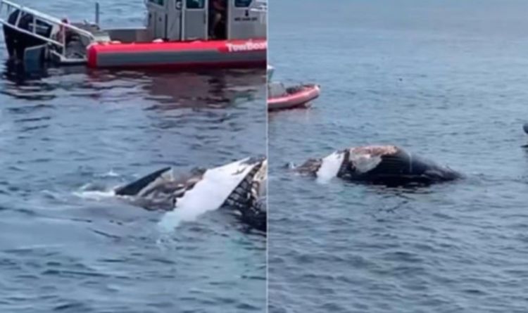 'Oh mon Dieu!'  Un grand requin blanc se « régale » d'une baleine à bosse devant les cris des touristes