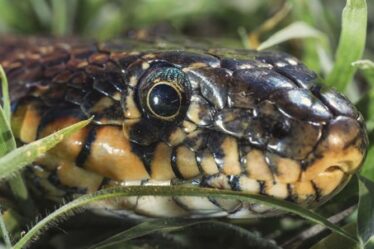 Panique des serpents d'Ibiza alors que l'augmentation du tourisme provoque une énorme augmentation du nombre de reptiles