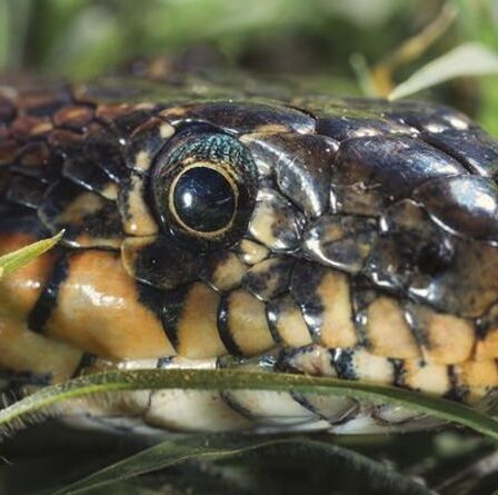 Panique des serpents d'Ibiza alors que l'augmentation du tourisme provoque une énorme augmentation du nombre de reptiles