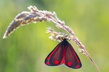 Papillons britanniques, insectes oubliés de la nature : BEAUCOUP plus beaux et excitants qu'on ne le pense