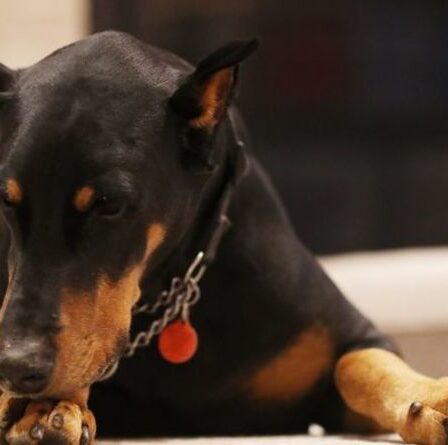 Plus besoin de travailler à domicile !  Funny Doberman ferme l'ordinateur portable du propriétaire dans une jolie vidéo