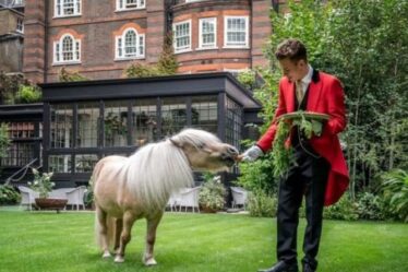 Prenez le thé de l'après-midi avec Teddy le poney à Londres ce week-end férié