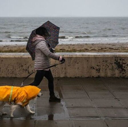 Regardez ce chiot de Cocker Spaniel voir la pluie pour la première fois capturé sur TikTok