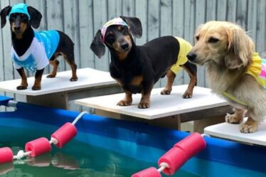 Regardez : de mignons teckels participent à leurs propres Jeux olympiques sur le thème des chiens