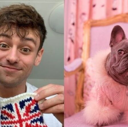 Rencontrez Izzy le Frenchie - le chien viral Tom Daley tricotait un pull pour