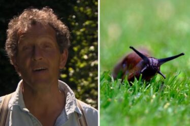 « Rien ne fera plus ! »  Monty Don explique comment éloigner les escargots et les limaces des plantes