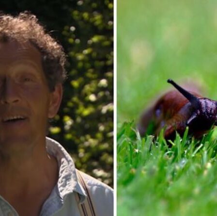 « Rien ne fera plus ! » Monty Don explique comment éloigner les escargots et les limaces des plantes