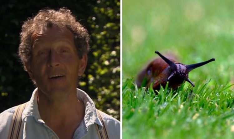 « Rien ne fera plus ! »  Monty Don explique comment éloigner les escargots et les limaces des plantes