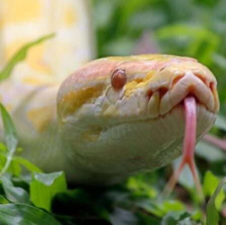 "Scène effrayante" alors qu'un énorme python birman de 15 pieds avale une vache ENTIÈRE avant la mort de l'estomac