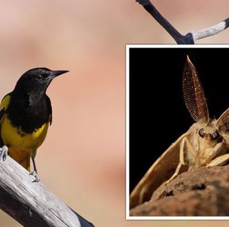 Science réveillée !  Des dizaines d'animaux et de plantes à renommer dans la revue des «stéréotypes raciaux»