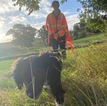 Springer Spaniel devient le premier chien britannique entraîné à détecter les tritons