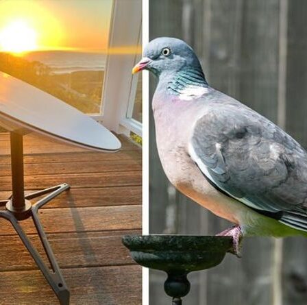 Starlink d'Elon Musk fait face à une panne au Royaume-Uni alors que les pigeons confondent les antennes paraboliques avec des bains d'oiseaux