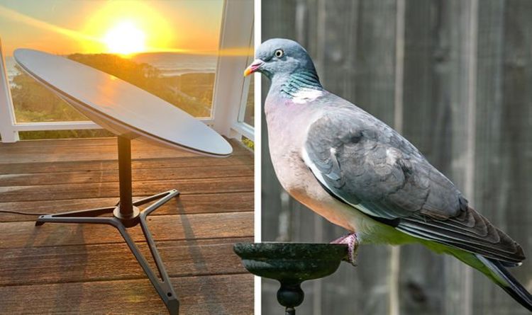 Starlink d'Elon Musk fait face à une panne au Royaume-Uni alors que les pigeons confondent les antennes paraboliques avec des bains d'oiseaux