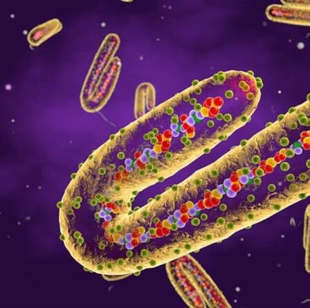 Symptômes du virus de Marburg: le virus hautement infectieux a le potentiel de se propager «au loin»