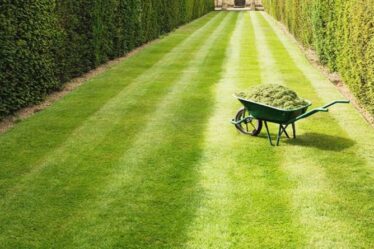 Tondre contre culture : un expert en jardinage partage les avantages de la tonte et de la culture de votre pelouse