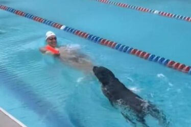 Un Labrador mignon nage contre le médaillé d'or olympique dans une publication Instagram
