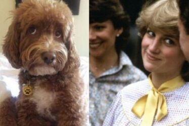 Un chien brise Internet alors qu'un adorable cockapoo maîtrise l'impression étrange de la princesse Diana