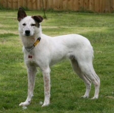 Un chien de sauvetage timide qui n'a «jamais remué la queue» de Hull à la recherche d'un foyer pour toujours