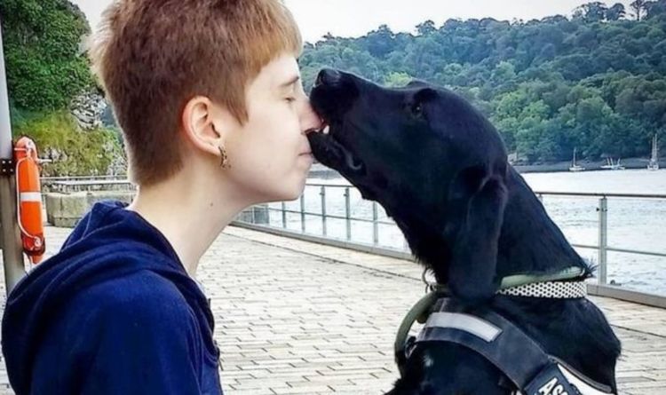 Un chien de thérapie Springador aidant un propriétaire d'autisme à vivre de manière indépendante, présélectionné pour un prix