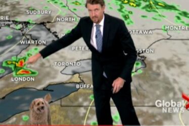 Un chien détourne hilarant le reportage télévisé en direct du météorologue après avoir demandé des friandises dans une vidéo virale