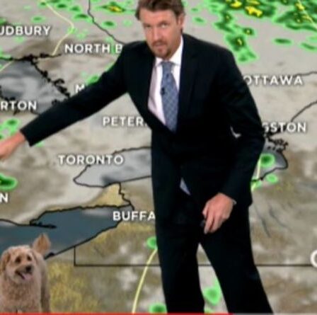 Un chien détourne hilarant le reportage télévisé en direct du météorologue après avoir demandé des friandises dans une vidéo virale