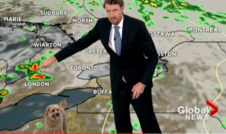 Un chien détourne hilarant le reportage télévisé en direct du météorologue après avoir demandé des friandises dans une vidéo virale