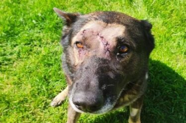 Un chien policier courageux reprend du service deux mois après avoir été poignardé à la tête