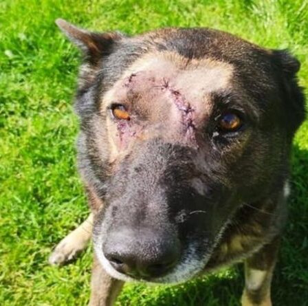 Un chien policier courageux reprend du service deux mois après avoir été poignardé à la tête