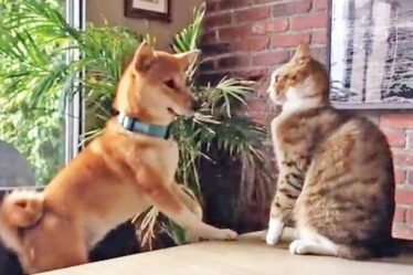 Un chien renversé par un chat devient un hit viral avec 350 000 vues