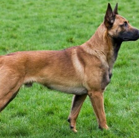 Un chiot berger belge volé a retrouvé son propriétaire huit mois plus tard