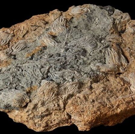 Un couple britannique découvre un cimetière rempli de créatures bizarres dans le « Jurassic Pompéi »