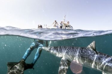 Un énorme requin étourdit un facteur britannique au large des Cornouailles - PHOTOS