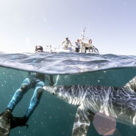Un énorme requin étourdit un facteur britannique au large des Cornouailles - PHOTOS