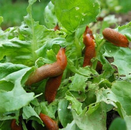 Un expert en jardinage explique comment dissuader les parasites en utilisant des méthodes « naturelles » : « faites-les tomber ! »